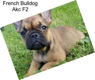 French Bulldog Akc F2