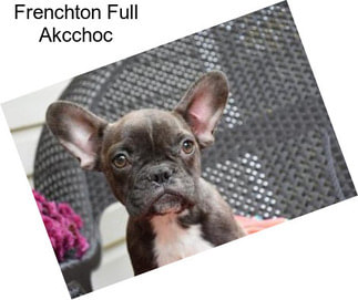 Frenchton Full Akcchoc