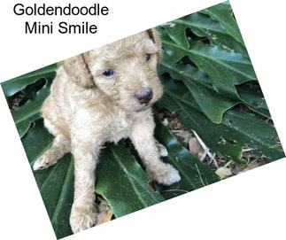 Goldendoodle Mini Smile