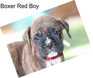 Boxer Red Boy