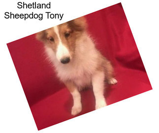 Shetland Sheepdog Tony