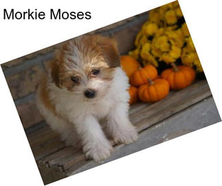 Morkie Moses