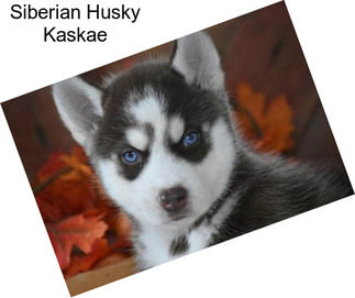 Siberian Husky Kaskae