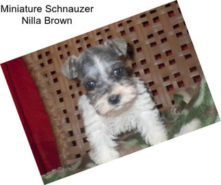 Miniature Schnauzer Nilla Brown