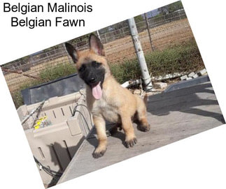 Belgian Malinois Belgian Fawn