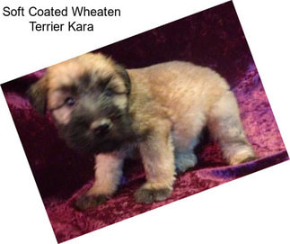 Soft Coated Wheaten Terrier Kara