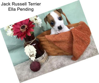Jack Russell Terrier Ella Pending