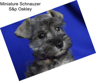 Miniature Schnauzer S&p Oakley