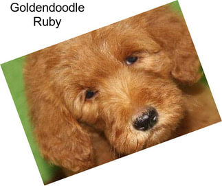 Goldendoodle Ruby