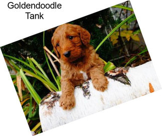 Goldendoodle Tank