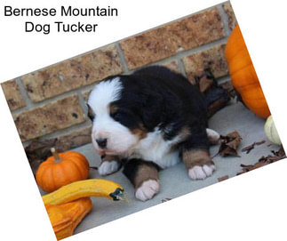 Bernese Mountain Dog Tucker