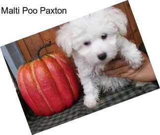 Malti Poo Paxton