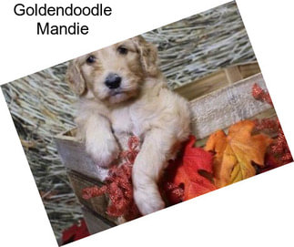 Goldendoodle Mandie