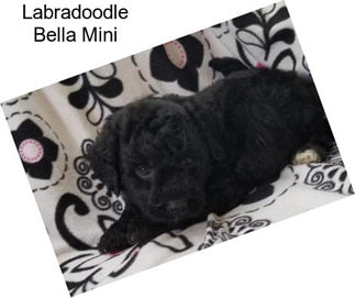 Labradoodle Bella Mini