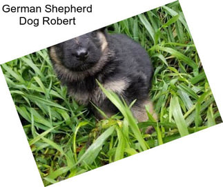 German Shepherd Dog Robert