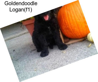 Goldendoodle Logan(f1)