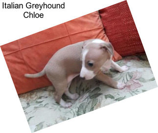 Italian Greyhound Chloe