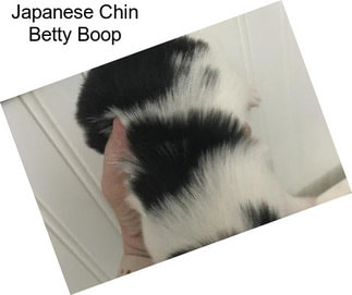 Japanese Chin Betty Boop