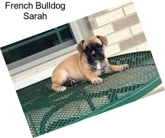 French Bulldog Sarah