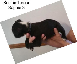 Boston Terrier Sophie 3