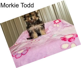 Morkie Todd