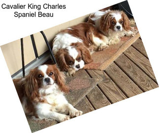 Cavalier King Charles Spaniel Beau