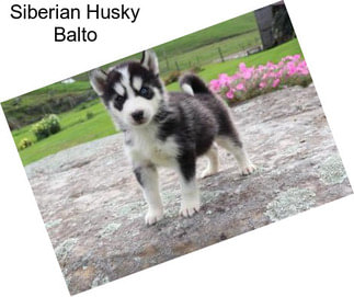 Siberian Husky Balto