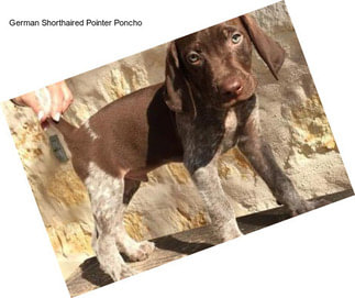 German Shorthaired Pointer Poncho