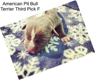 American Pit Bull Terrier Third Pick F