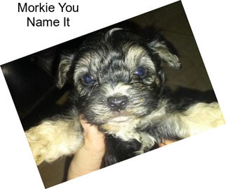 Morkie You Name It