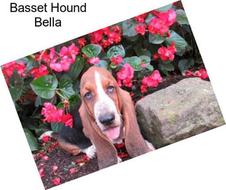 Basset Hound Bella