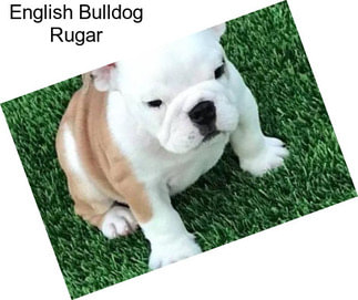 English Bulldog Rugar