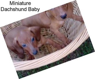 Miniature Dachshund Baby