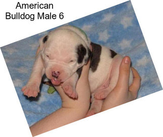 American Bulldog Male 6