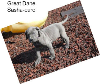 Great Dane Sasha-euro