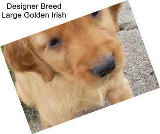 Designer Breed Large Golden Irish