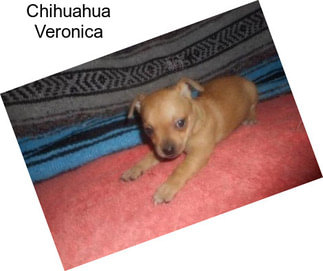 Chihuahua Veronica