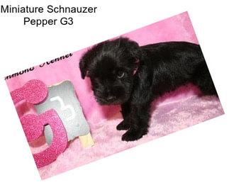 Miniature Schnauzer Pepper G3