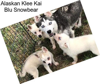 Alaskan Klee Kai Blu Snowbear