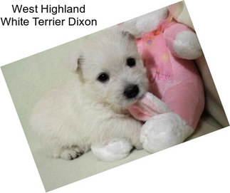West Highland White Terrier Dixon