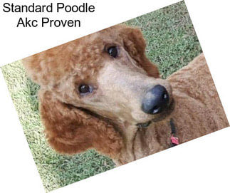 Standard Poodle Akc Proven