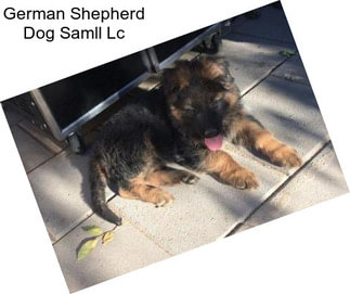 German Shepherd Dog Samll Lc