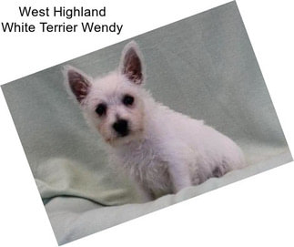 West Highland White Terrier Wendy