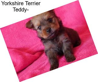 Yorkshire Terrier Teddy-