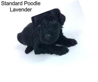Standard Poodle Lavender