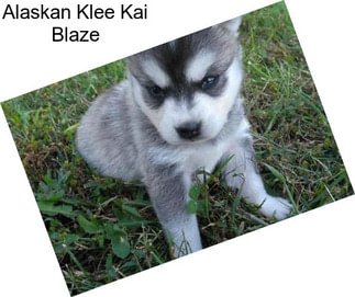 Alaskan Klee Kai Blaze