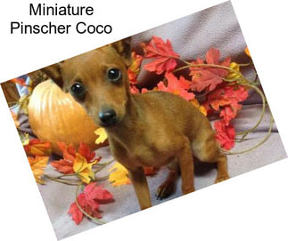 Miniature Pinscher Coco