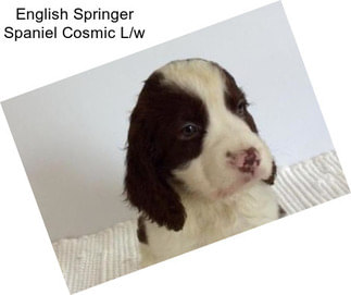 English Springer Spaniel Cosmic L/w