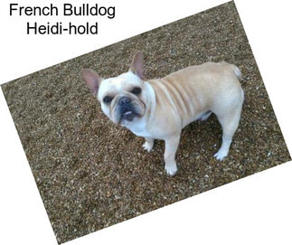 French Bulldog Heidi-hold