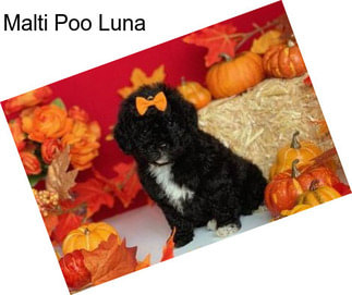 Malti Poo Luna